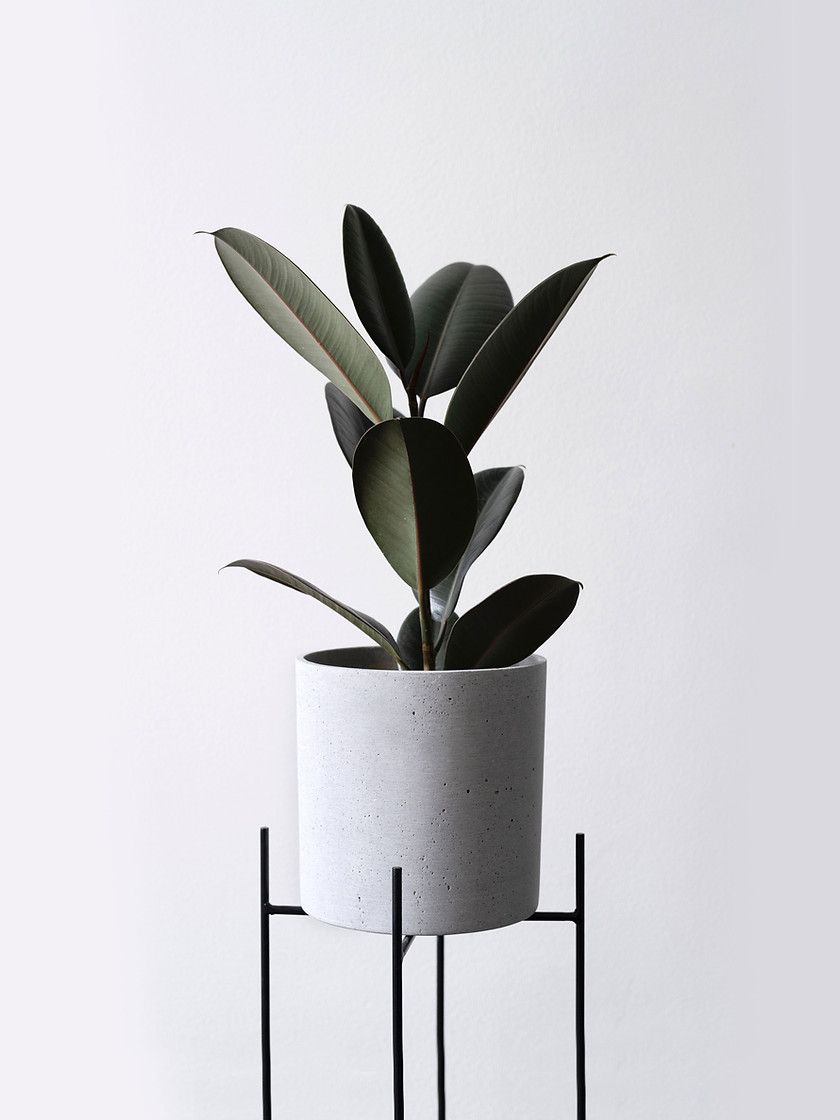 Potted Rubber Plant