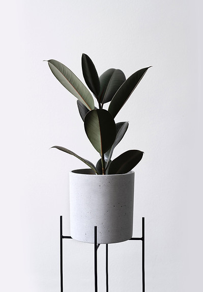Rubber Plant