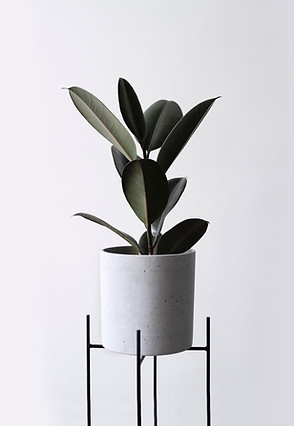 cottontail コットンテイル 藤沢 本町 藤沢駅 湘南 花 観葉植物 グリーン エクステリア 庭工事 外構工事 ガーデニング おしゃれ レンタル リース 寄せ植え ギャザリング ブリコラージュ エアプランツ 珍奇植物 ビカクシダ コウモリラン アデニウム 塊根 チランジア デザイン 設計 施工 多肉