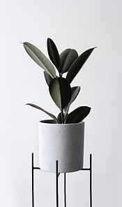 Rubber Plant
