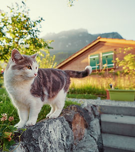 Cat on stone wall