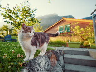 For Our Animal Friends