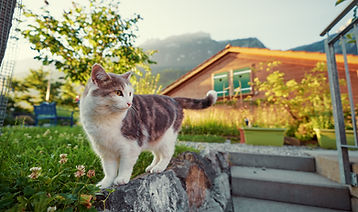 Cat on stone wall