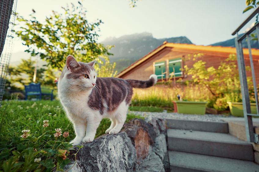 Katze auf Steinmauer
