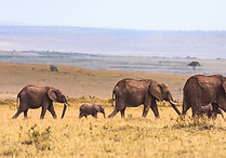 Elephants