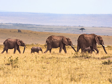 Elephants in Savannah
