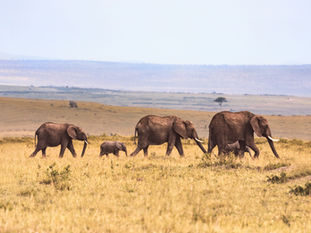 Why Ngorongoro Crater Is Tanzania's Crown Jewel