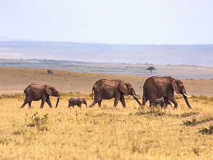 Elephants in Savannah