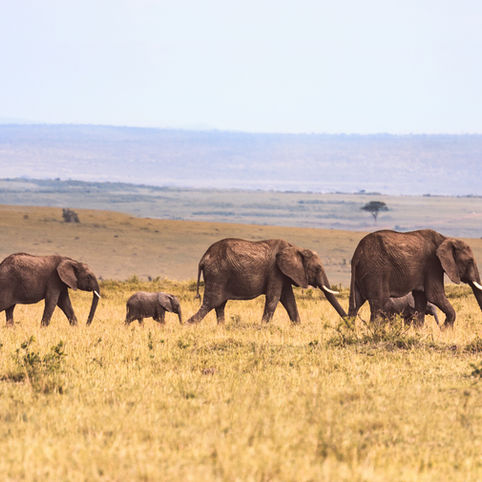 Thriving Financially in Australia: A Guide for South African Australians seeking financial advice