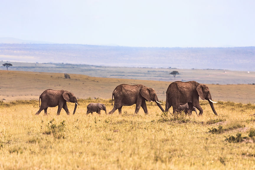 Elephants in Savannah