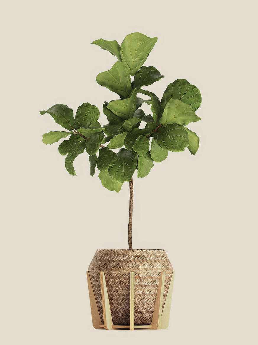 Potted Fiddle Leaf