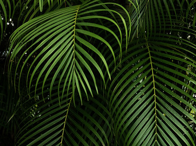 Green Plants