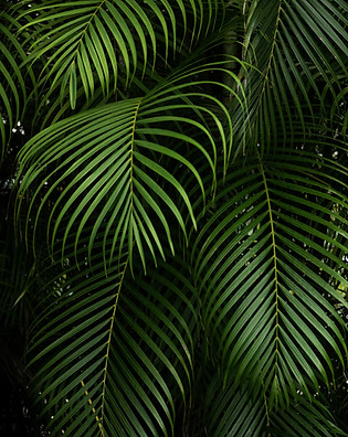 Green Plants