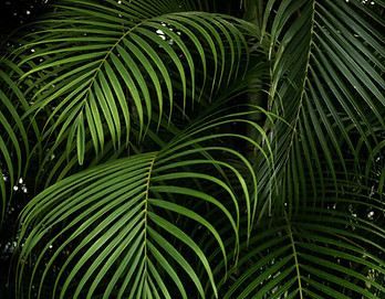 piante verdi