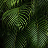 Green Plants