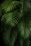 Plantas verdes