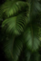 Green Plants
