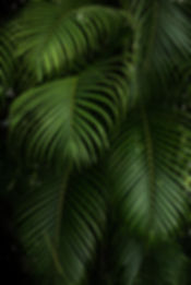 Green Plants