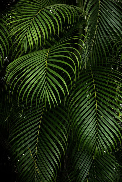 Tropical Green Foliage