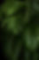 Green Plants