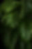Green Plants