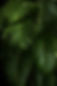 Green Plants