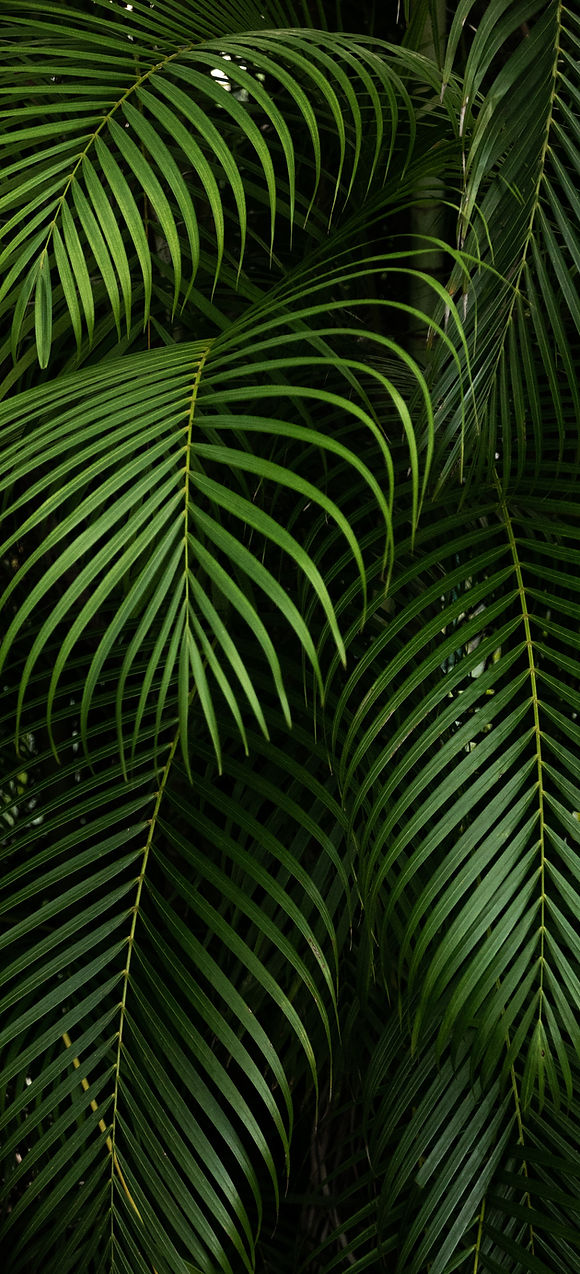 Follaje de Palma Areca