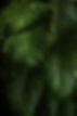 Green Plants