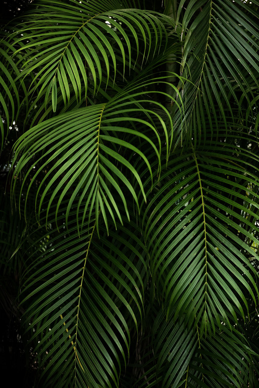 plantes vertes