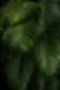 Groene planten