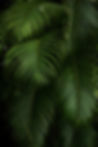 Green Plants