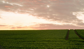 Green Field