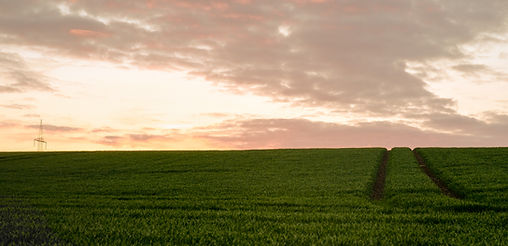 Green Field
