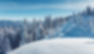 Snow-covered trees
