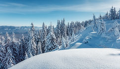 Snow-covered trees