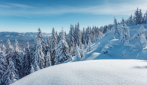 雪に覆われた木々