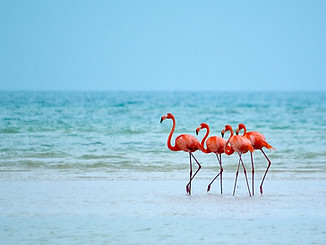 Flamingos