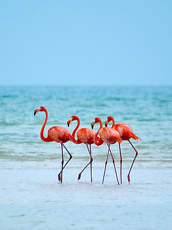 Flamingos