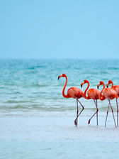 VIH/SIDA en el Caribe.