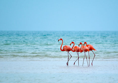 Flamingos