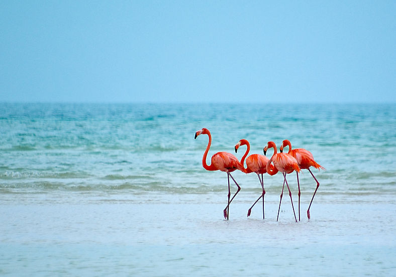 Flamingos