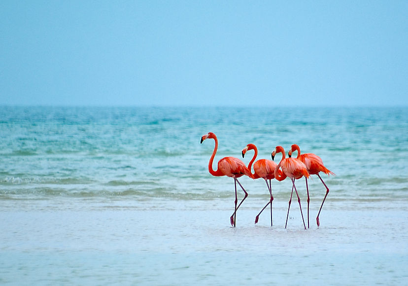 Flamingos