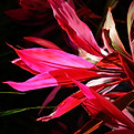 Bright Red Leaves