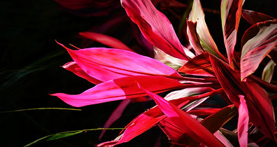 Pink Leaves