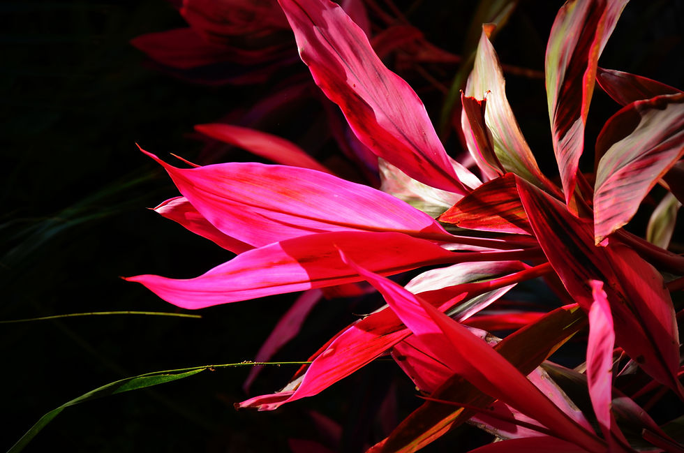 Pink Leaves
