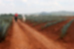 Horseback Riding