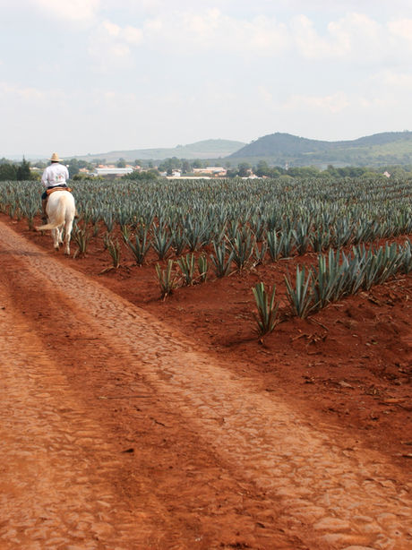 How the Conflict in Additive-Free Tequila Is Hurting Small Brands