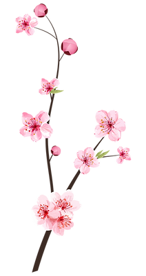 a brunch of cherry blossom to symbolise renewal in moments of fragility