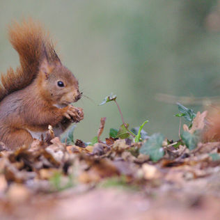 サビアンシンボル魚座2度