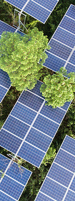 Painéis Solares em Árvores